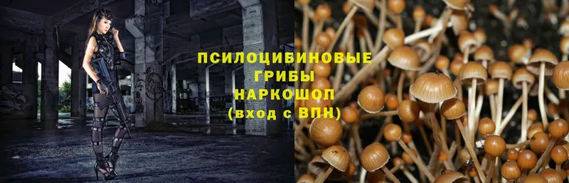 Псилоцибиновые грибы Cubensis  купить наркотики сайты  Покровск 